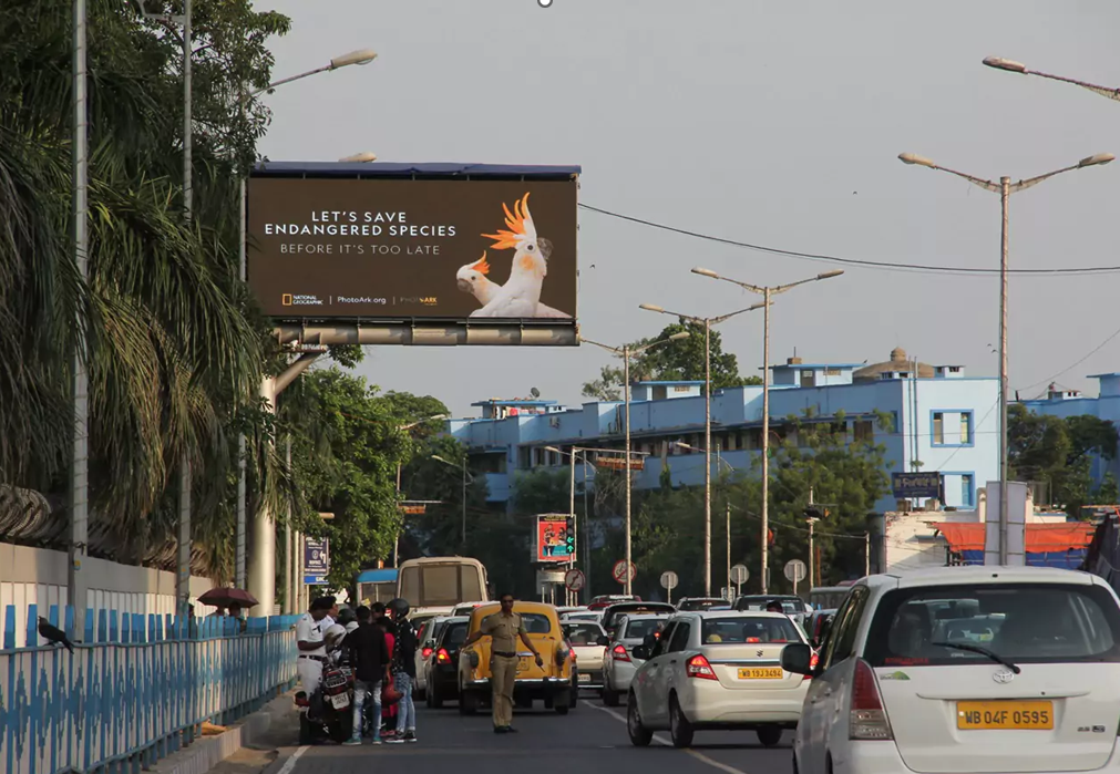 Roadside billboard showing two white parrots with a message about saving endangered species